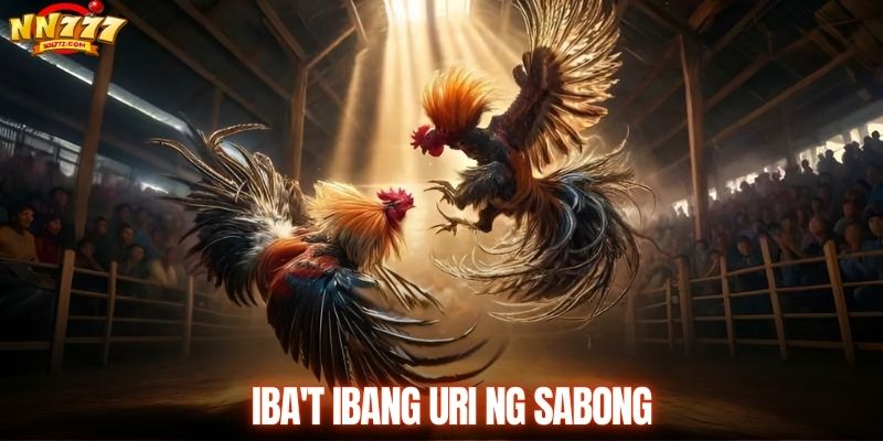Panoorin ang makapangyarihan mga tandang na lumalabas na na lalaban
